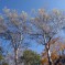 Birken im Herbst