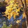 Herbst an der Saale