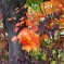 Jenaer Herbstmotive